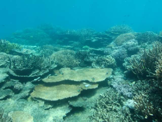 Great Barrier reef has officially died